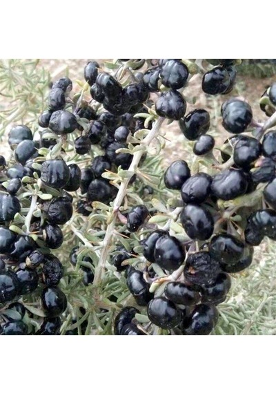 Yüksek Antioksidan Değerine Sahip Soğuklara Dayanıklı Nadir Siyah Goji Berry Fidanı Seneye Meyve Durumunda