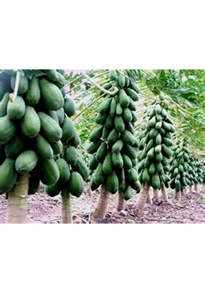Papaya Ağacı Ekim Seti 3 Tohum + Saksı + Toprak +