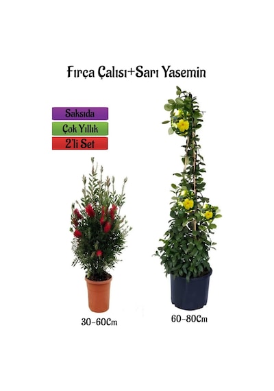 Kırmızı Fıça Çalısı Fidanı+sarı Yasemin Çiçeği Fidanı 2'li Bahçe Peyzaj Seti