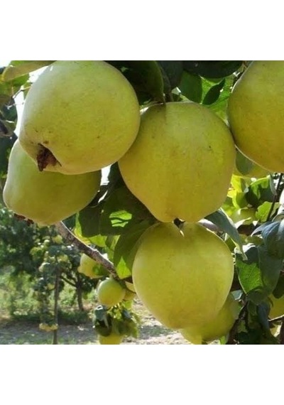 7 Yaş Aşılı Limon Ayva Fidanı . Saksıda