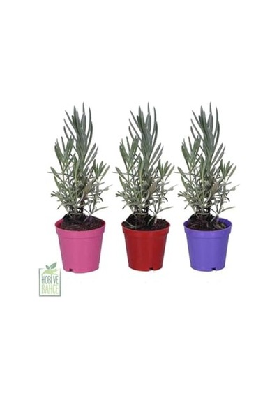 Lavanta Bitkisi Fidesi 10 Adet Viyol'de - Lavandula