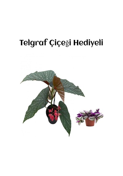 Hediyelik Çiçekli Çilli Begonya Çiçeği Sevgililer Gününe Özel Telgraf Hediyeli