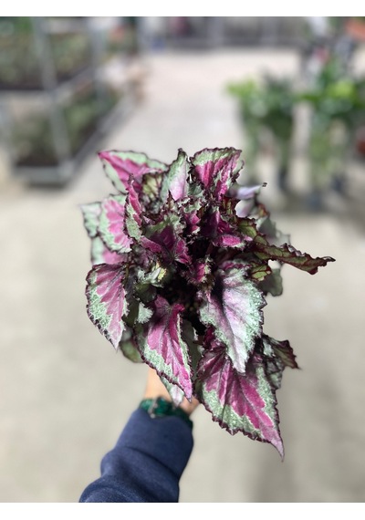 Begonia Rex 'spitfire' Begonya