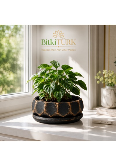 Dekoratif Beton Saksı Ve Altlık Seti 20 Cm El Yapımı Bonsai Saksısı Sukulent Saksısı İç Mekan Çiçek Saksısı 1