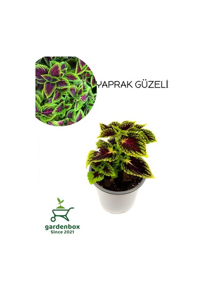 Yeşil Yapraklı Yaprak Güzeli Çiçeği 1 Adet Saksılı Kolyos