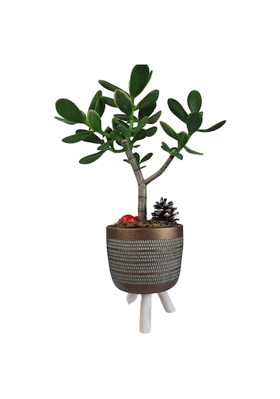 Sukulent Crassula Ovata | Ayaklı Gold Sakıda