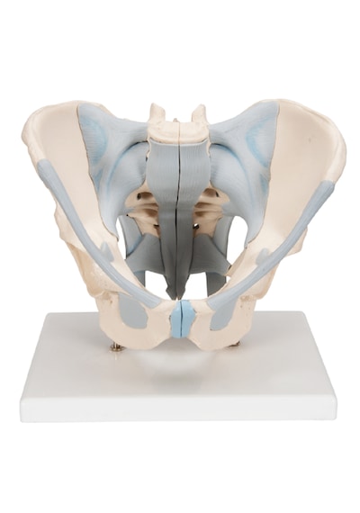 Erkek Pelvis Maketi, Ligamentli - Pelvis Model 01