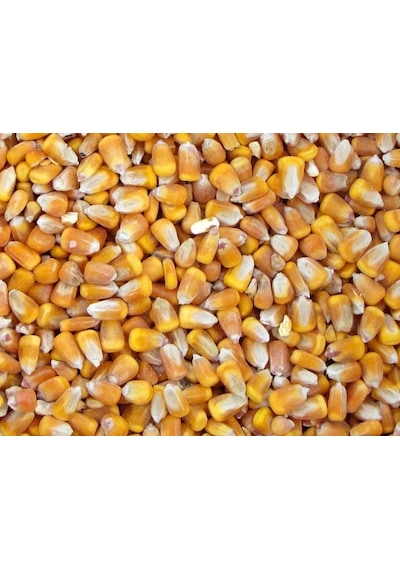 Tane Mısır Yem 1 Kg Mısır Tavuk Yemi Civciv Yemi Kanatlı  Yemi