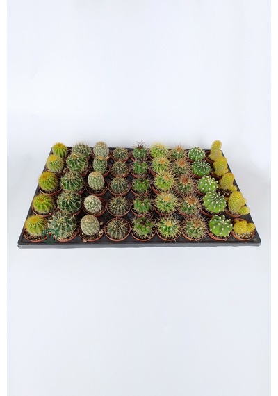 45 Adet Özel Tür Kaktüs 5 Erli Set 1 Viyol 5.5 Cm Saksıda
