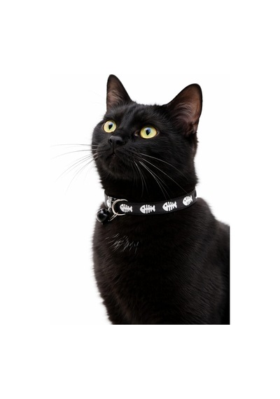 Kedi Köpek Boyun Tasması 19 - 32 CM Siyah Kedi Köpek Boyun Tasması 19 - 32 CM Siyah