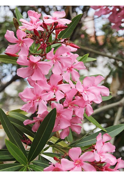 Videolu Pembe Zakkum Çiçeği 1 Adet Saksılı/ Tüplü 30-60 Cm Pink Oleander