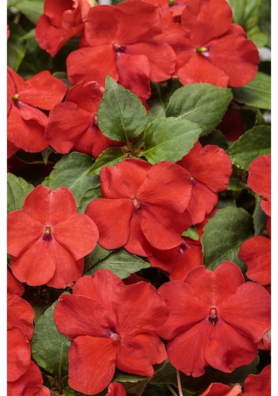 Cam Güzeli Çiçeği -impatiens Walleriana - Kırmızı 10 Adet