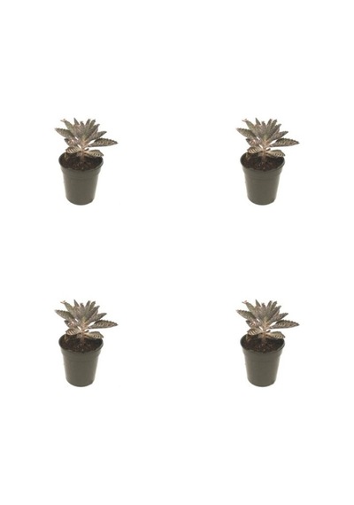 Aşkın Gözyaşı Çiçeği Fidanı 4 Adet 10-20 Cm