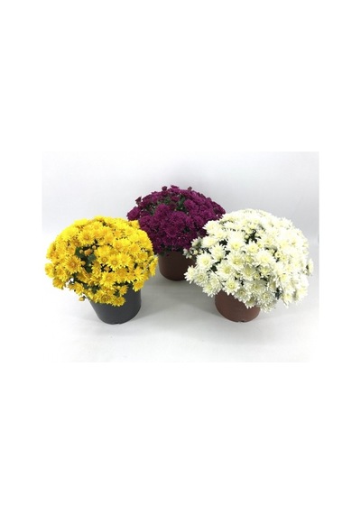 Kasımpatı Fidanı 3 Adet 10-20 Cm Beyaz-fuşya-sarı