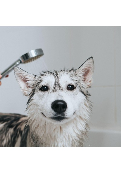 Tr Maracuja Shampoo Long Coat Uzun Tüylü Kedi Ve Köpekler İçin Çarkıfelek Meyveli Şampuan 500 Ml