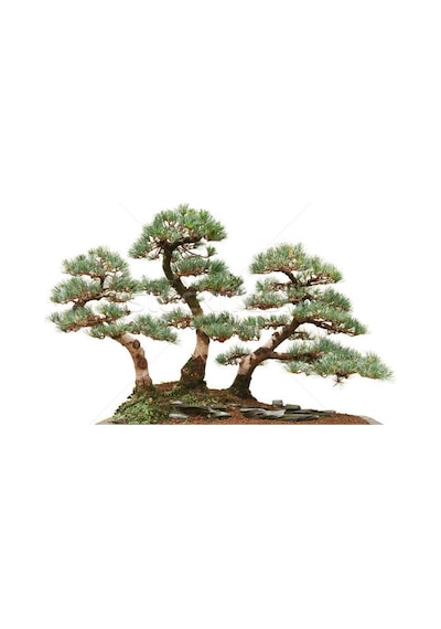 Sarıçam Bonzai Ağacı Tohumu 5 Tohum + Bonsai Tohumu