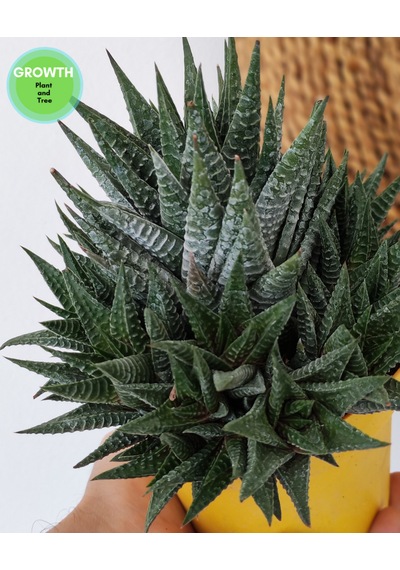 Haworthia Fasciata 1 Adet