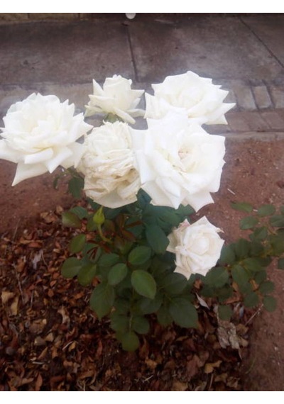 Videolu 1 Adet Canlı Beyaz Bodur Gül Fidanı 20-40 Cm Tüplü Çiçekli Bodur Bitkiler Whıte Rose