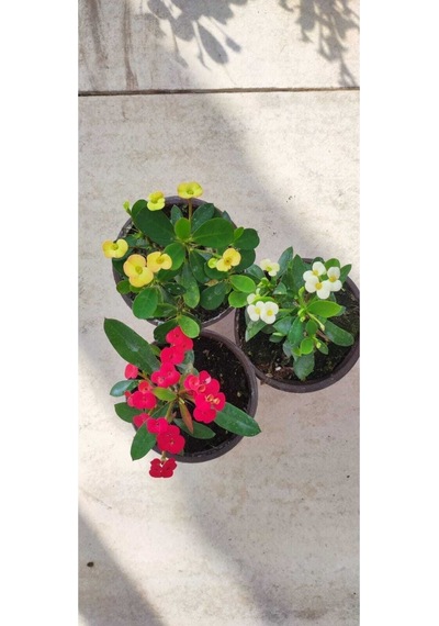 Videolu Dikenler Tacı Çiçeği Sürpriz Renk 25 35 Cm Saksılı 3'lü Kaktüs Euphorbia