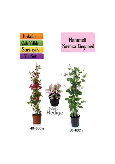 Kırmızı Begonvil+kokulu Hanımeli Çiçeği+telgraf Çiçeği Hediyeli 3'lü Peyzaj Seti