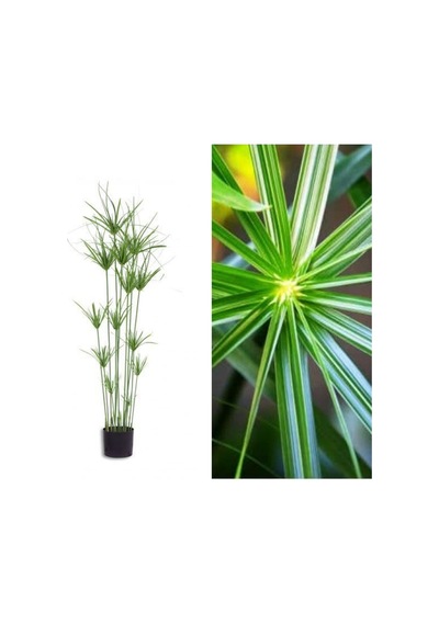 Serada Decor Plant Japon Şemsiyesi Çiçeği Cyperus Alternifolius Saksılı 50 - 70 Cm