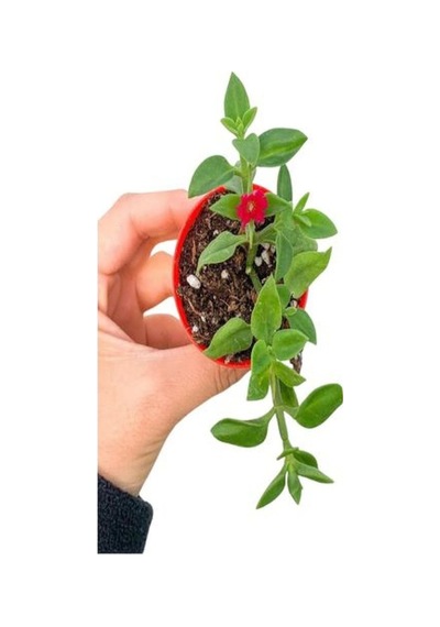 Sarı Gül Fidanı+ Buz Çiçeği Fidanı Seti 15-25 Cm Saksılı Dış Mekan Bitkileri