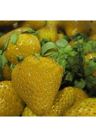 20 Adet Sarı Çilek Tohumu