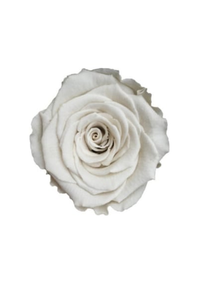 Rose Amor WHİ-04 BEYAZ  şoklanmış solmaz gül XL