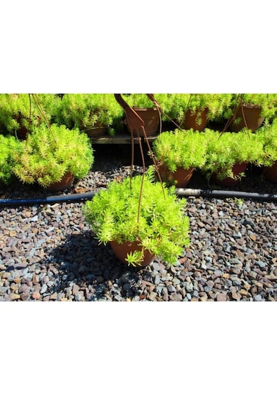 Sarı Sedum - Stonecrop Askılı Saksıda