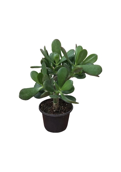 Para Ağacı Çiçeği Büyük Boy Kaktüs Sukulent 10-20 Cm