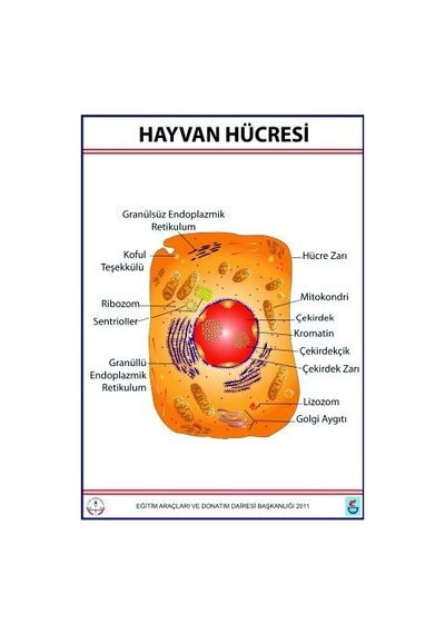 Hayvan Hücresi Levhası 70X100 Cm