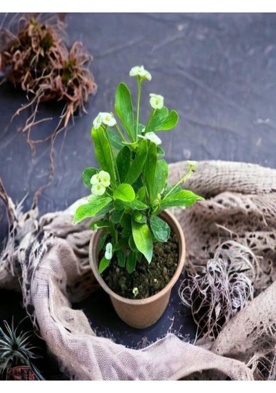 Videolu Sarı Çiçekli Milli Dikenler Tacı Mini Saksıda 1 Adet 5-10 Cm Iç/dış Mekan Bitki Euphorbia
