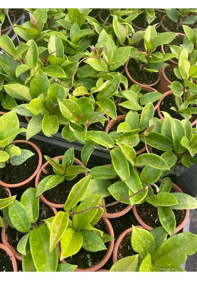 Hoya Carnnosa Pembe Renk Mum Çiçeği 10-20cm 1 Adet Saksılı