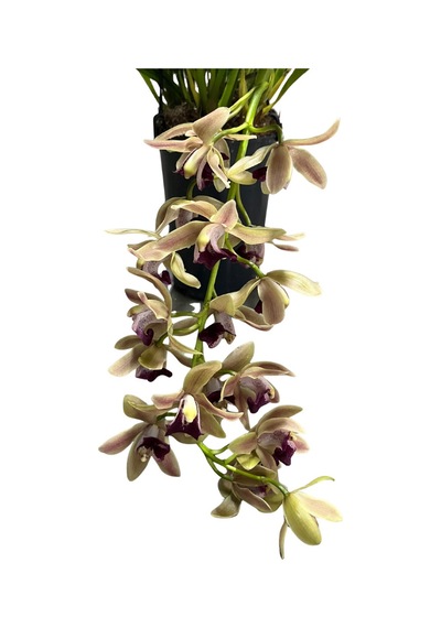 Cymbidium Cascade 'devon Splas' Simbidyum Orkide