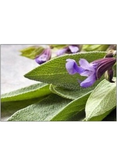 Adaçayı Salvia Officinalis 50 Adet Tohum
