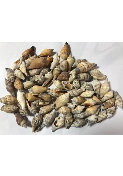 %100 NATUREL DOĞAL GERÇEK DENİZ KABUĞU 500 Gram -MMM4761