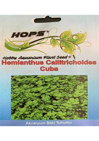 Hemianthus Callitrichoides Cuba Bitki Tohumu