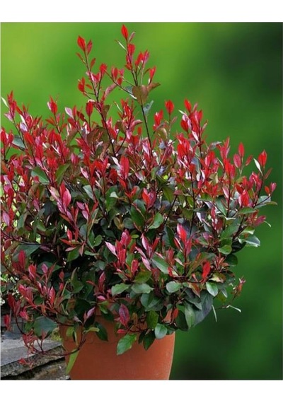 Videolu Alev Çalısı Bitkisi 40 Cm Saksılı/tüplü Dış Mekan Bitkisi Photinia Serrulata