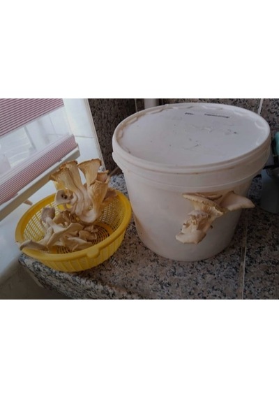 10 Lt Kova Da Istiridye Mantarı Hazır Kompost