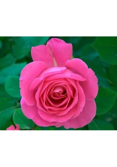 Bulgar Gülü Pembe Çiçeği Fidanı