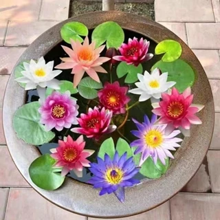 5 Adet Tohum Nadir Katmerli Lotus Çiçeği Tohumu Japon Nilüfer Lotus Çiçeği Tohumu 5 Adet