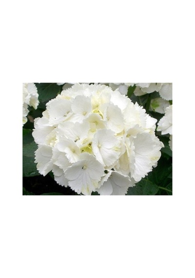 Beyaz Ortanca Çiçeği Fidanı 10-20 Cm
