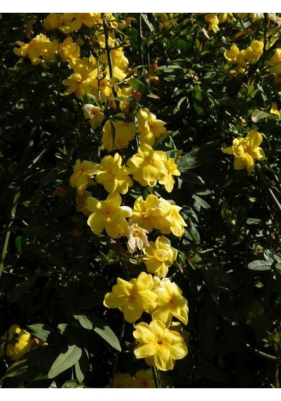 Videolu Sarı Yasemin Fidanı 100-12cm 1 Adet Saksılı Dış Mekan Sarmaşık Yellow Jasmine