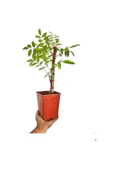Sarmaşık Kokulu Mor Salkım Ağacı Fidanı 1 Adet Saksılı/tüplü 30-50cm