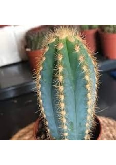 Serada Decor Plant Mavi Meşale Kaktüs 5,5 Cm Saksıda