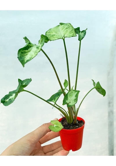 Videolu Melek Kanadı 1 Adet Saksılı 10-20cm Iç Mekan Bitkisi Syngonium Pixie