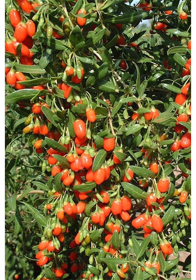 Organik Bitkim Goji Berry Kurt Üzümü 500 G