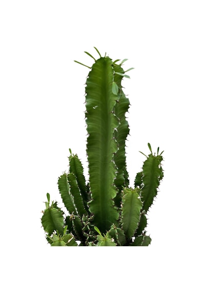 Euphorbia Ingens Kaktüs Ø19 Cm Y70-80 Cm