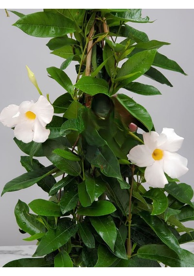 Beyaz Çiçekli Mandevilla Sandavilla 30 60 Cm Dekoratif Tırmanıcı Bahçe Bitkisi