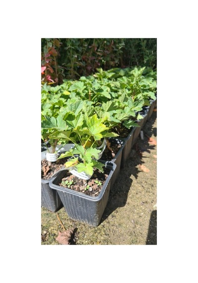 Aromatik Sarı Bektaşi Üzümü Fidanı 10-20 Cm